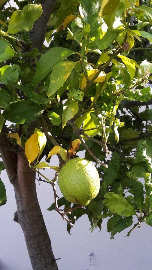 Lemon Tree Cottage Edgemead Luaran gambar